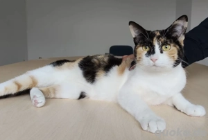 AYLIN- verspielt, sozial, verschmust Bild 3