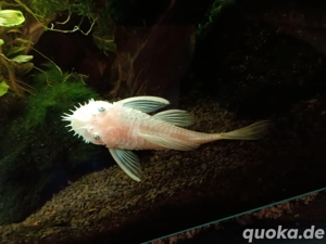 L144 Snow white Welse