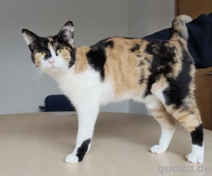 AYLIN- verspielt, sozial, verschmust Bild 2