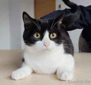 ANITA- kontakfreudig, sozial, verschmust