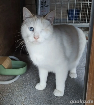 ONE- verspielt, freundlich, verschmust