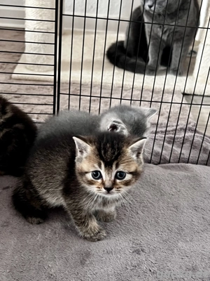 Süße Kätzchen abzugeben 