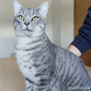 TITÁN- gesellig, verspielt, verschmust