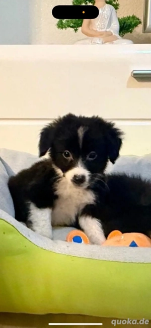    Toy Australian Shepherd Mix Welpen suchen ein liebevolles Zuhause   