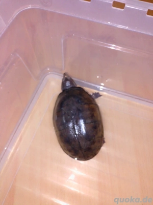 Moschusschildkröte weiblich Panzerlänge 14 cm