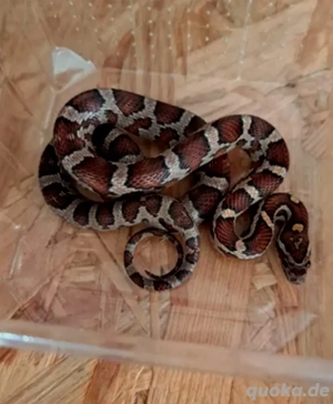 Kornnatter Weibchen Wildfarben