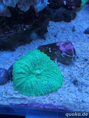 Scheibenanemonen Rhodactis spec. Super green Meerwasser koralle