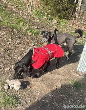 Louis, klein, schwarz, zutraulich sucht Zuhause