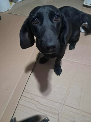 Louis, klein, schwarz, zutraulich sucht Zuhause