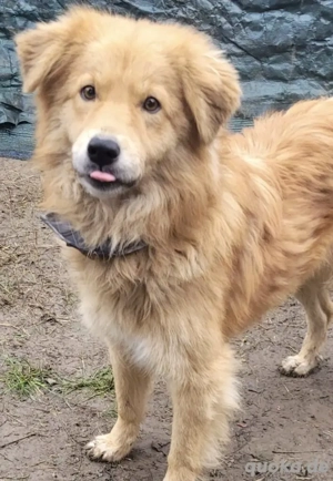 LUTZ, überaus freundlich, menschenbezogen, fröhlich und verspielt