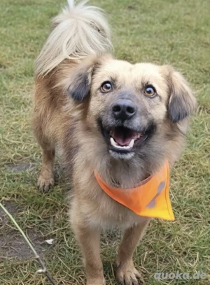 LEWIS, ein lustiges, fröhliches und anhängliches Kerlchen