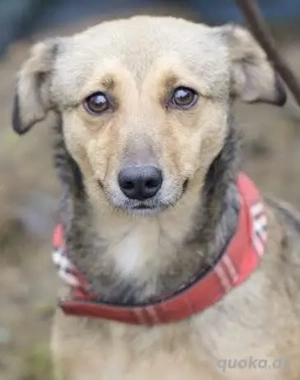 LOVE, eine lustige, fröhliche, total verschmauste Hündin