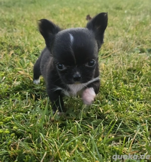 Tiana Mini Chihuahua Hündin hat ihre Koffer gepackt