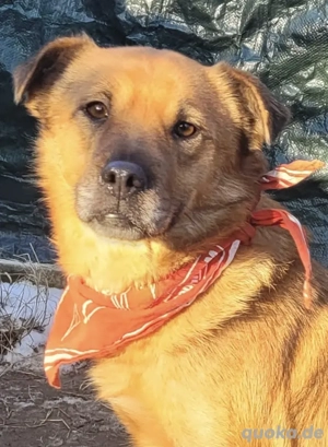 MERLE, eine zuckersüsse, freundliche und verspielte Hündin