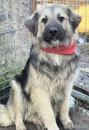 HOWARD, ein zuckersüsses, freundliches, etwas schüchternes 