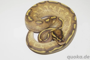 0.1 Enchi Freeway 66% het Clown Königspython, Python Regius 
