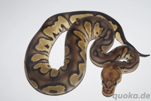 1.0 Chocolate Clown Königspython, Python Regius 