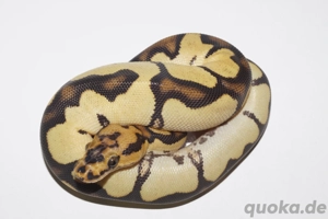 1.0 Orange Dream Vanilla Clown Königspython, Python Regius 