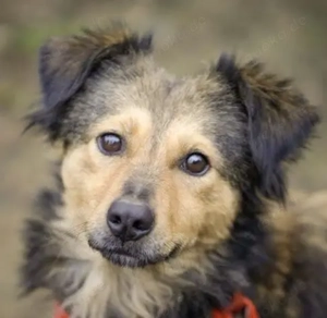 LISKA, ein lustiges, fröhliches und freundliches Hundemädchen