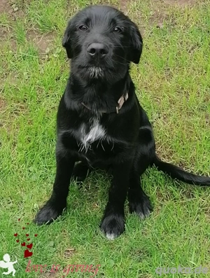 Labrador   Drahthaar Mischling 