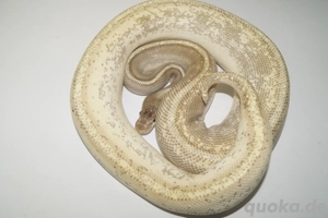 0.1 HGW Mojave Freeway pos Odium Königspython, Python Regius 