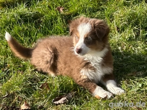 zuckersüsse Australian Shepherd Welpen suchen ihren Dosenöffner