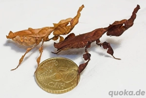 Phyllocrania (Geistermantis) biete Weibchen suche Männchen
