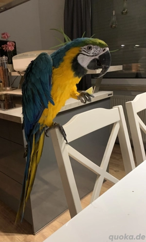 Gelbbrustara Pärchen