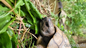  Biete Landschildkröten Griechische Landschildkröte, Männchen - sehr potent 