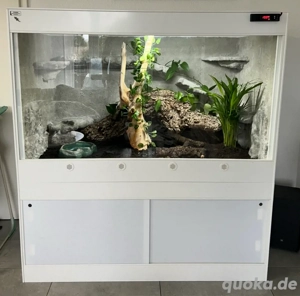 Suche Bambusnatter Bambusnattern 