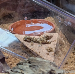 Dünnfingergecko abzugeben 