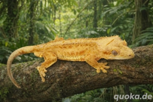  lilly white Phantom bock (kronengecko)