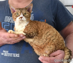 Devon Rex Kater ( Junior) , sehr lieb und sanft 