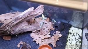 Phyllobates Terribilis Mint und Terribilis Gelb