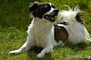 Mischling hund sucht neue zuhause 