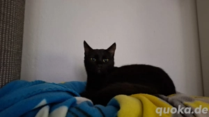 Schmusekatze sucht ihr Für-Immer-Zuhause