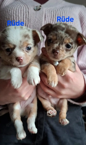 Chihuahua welpen mit Ahnentafel 