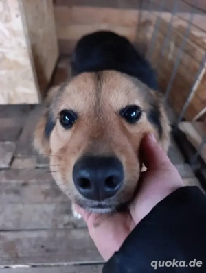 Lex - soll im Kriegsgebiet ausgesetzt werden