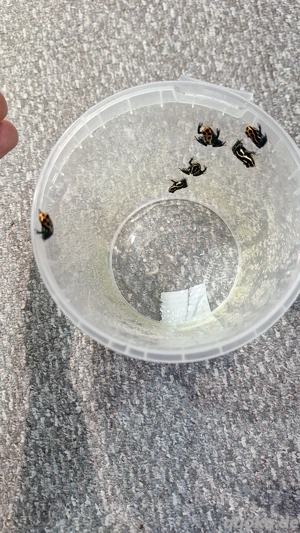 Ranitomeya Amazonica Arena Blanca u. Französisch Guyana