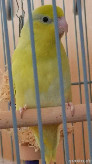 Gelber Sperlingspapagei