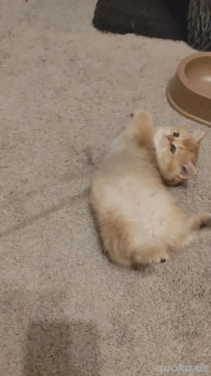 Wunderschöne BKH- Kitten  Bild 5