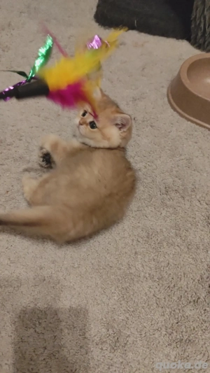 Wunderschöne BKH- Kitten  Bild 6