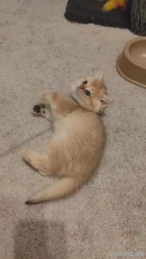 Wunderschöne BKH- Kitten  Bild 4