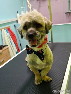 Hund Rüde Havaneser Mischling Tierschutz  Bild 3
