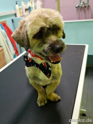 Hund Rüde Havaneser Mischling Tierschutz 