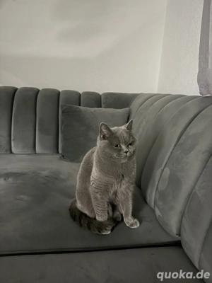 Reinrassige BKH weibchen