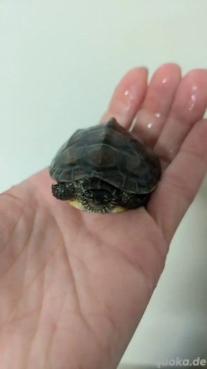 Baby Wasserschildkröte chinesische Dreikielschildkröte Schildkröte Mauremys reevesii