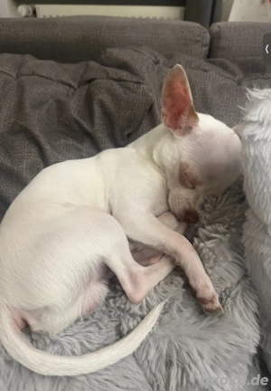 Chihuahua Welpe 