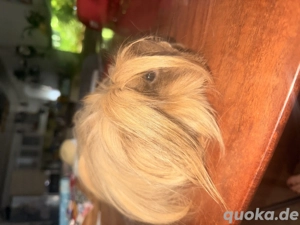 Meerschweinchen Dame