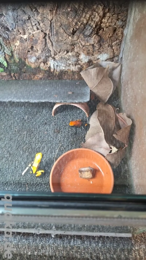 Adelphobates Galactonotus Orange